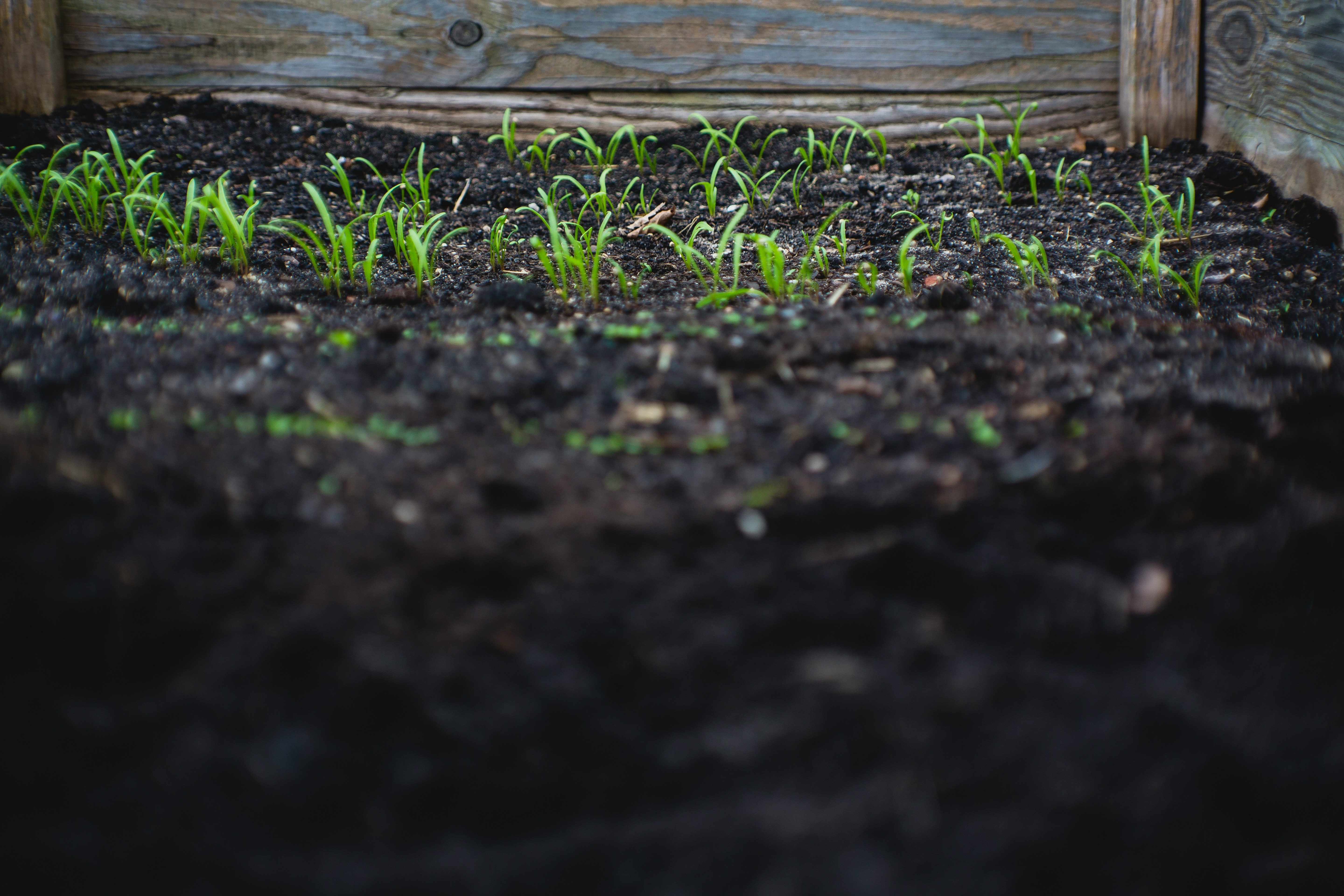 Small green shoots emerging from dark soil